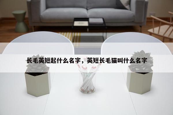 长毛英短起什么名字，英短长毛猫叫什么名字