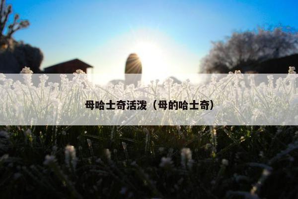 母哈士奇活泼（母的哈士奇）