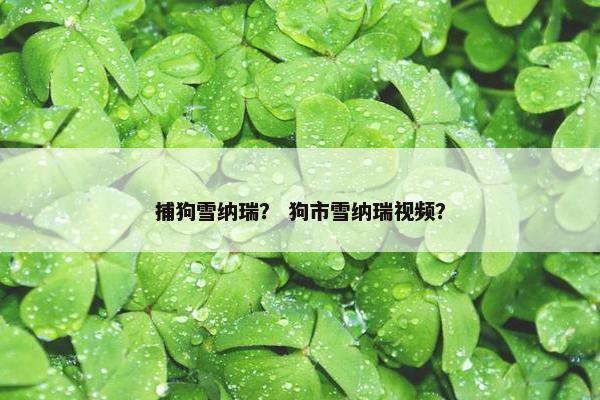 捕狗雪纳瑞？ 狗市雪纳瑞视频？