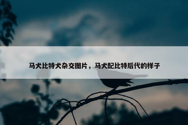 马犬比特犬杂交图片，马犬配比特后代的样子