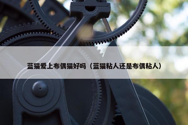 蓝猫爱上布偶猫好吗（蓝猫粘人还是布偶粘人）