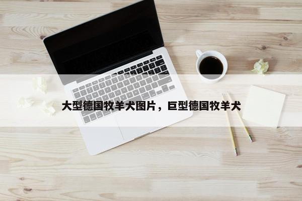 大型德国牧羊犬图片，巨型德国牧羊犬