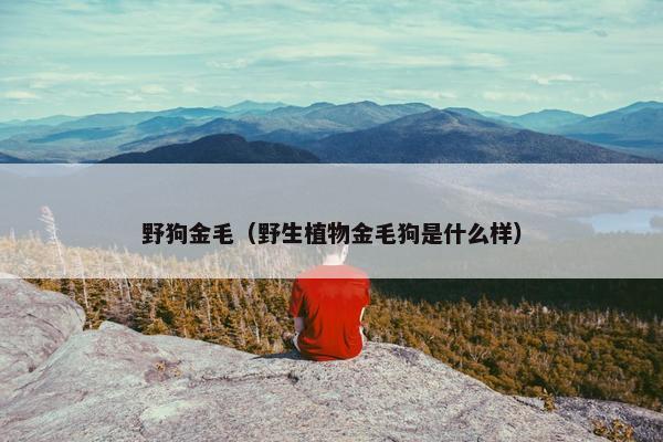 野狗金毛（野生植物金毛狗是什么样）
