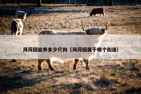风荷园能养多少只狗（风荷园属于哪个街道）