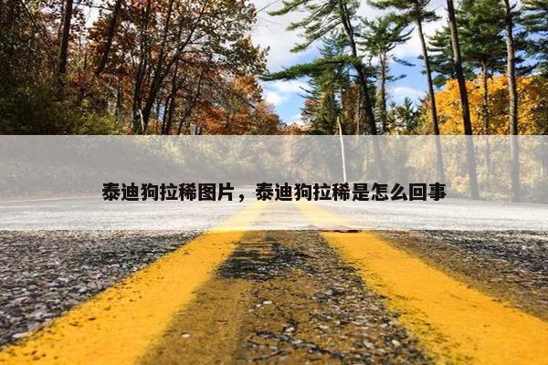 泰迪狗拉稀图片，泰迪狗拉稀是怎么回事