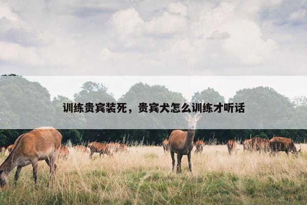 训练贵宾装死，贵宾犬怎么训练才听话