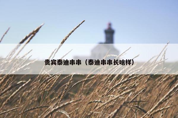 贵宾泰迪串串（泰迪串串长啥样）