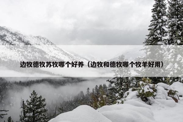 边牧德牧苏牧哪个好养（边牧和德牧哪个牧羊好用）