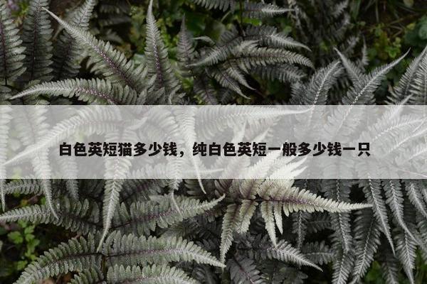 白色英短猫多少钱，纯白色英短一般多少钱一只