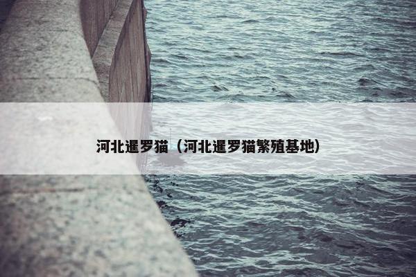 河北暹罗猫（河北暹罗猫繁殖基地）