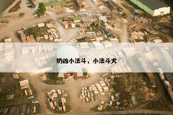 奶凶小法斗，小法斗犬