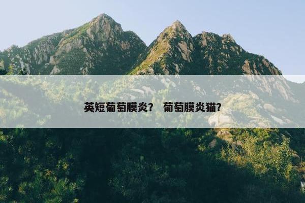 英短葡萄膜炎？ 葡萄膜炎猫？