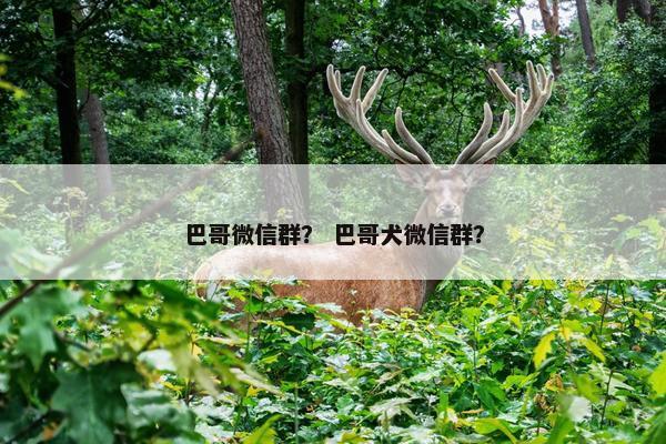 巴哥微信群？ 巴哥犬微信群？