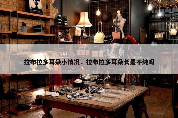 拉布拉多耳朵小情况，拉布拉多耳朵长是不纯吗