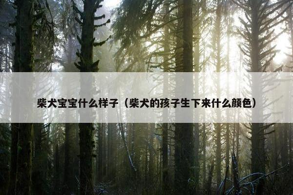 柴犬宝宝什么样子（柴犬的孩子生下来什么颜色）
