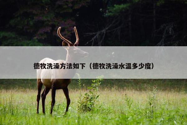 德牧洗澡方法如下（德牧洗澡水温多少度）