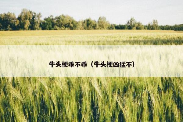牛头梗乖不乖（牛头梗凶猛不）