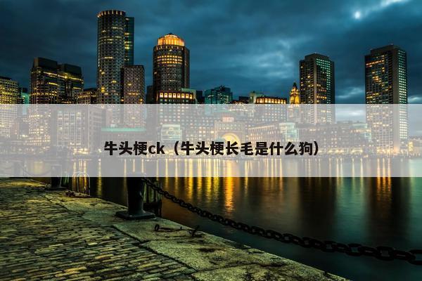 牛头梗ck（牛头梗长毛是什么狗）
