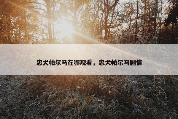 忠犬帕尔马在哪观看，忠犬帕尔马剧情