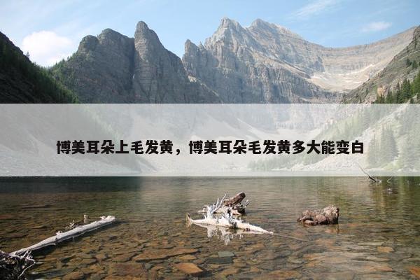 博美耳朵上毛发黄，博美耳朵毛发黄多大能变白