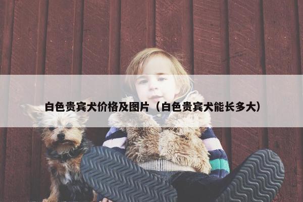 白色贵宾犬价格及图片（白色贵宾犬能长多大）