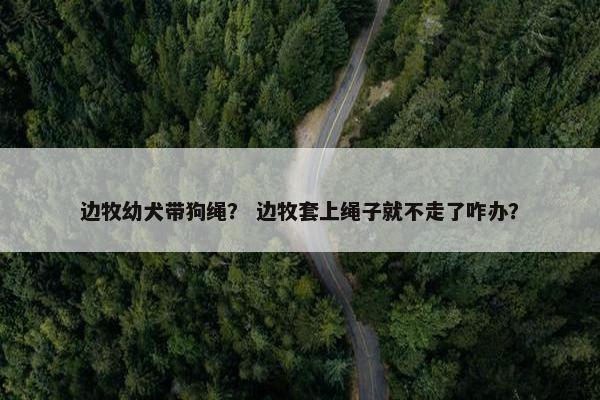 边牧幼犬带狗绳？ 边牧套上绳子就不走了咋办？