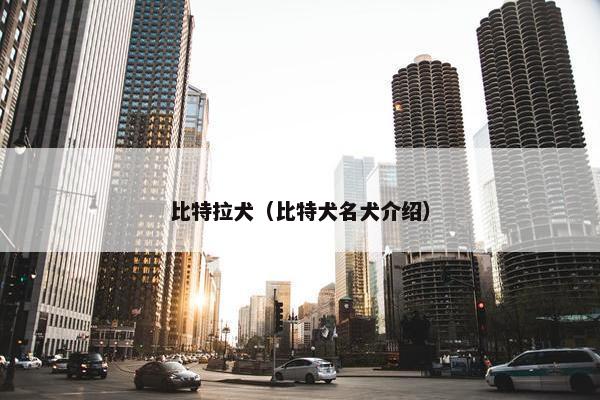 比特拉犬（比特犬名犬介绍）