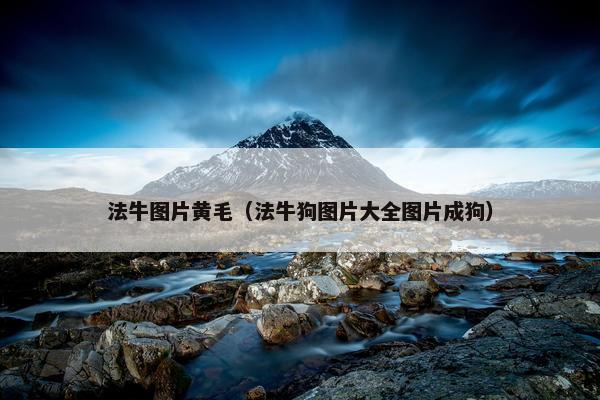 法牛图片黄毛（法牛狗图片大全图片成狗）