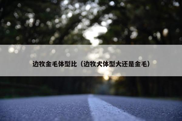 边牧金毛体型比（边牧犬体型大还是金毛）