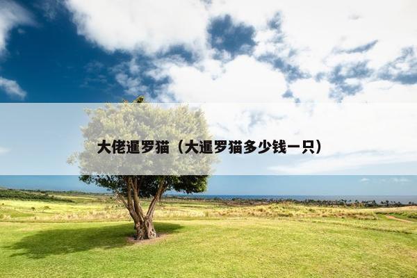 大佬暹罗猫（大暹罗猫多少钱一只）