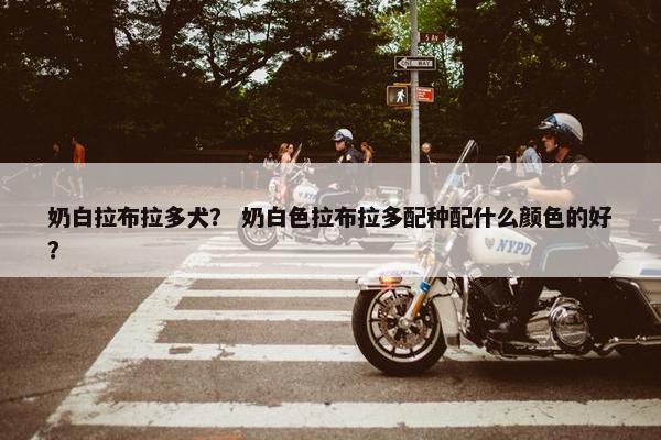 奶白拉布拉多犬？ 奶白色拉布拉多配种配什么颜色的好？