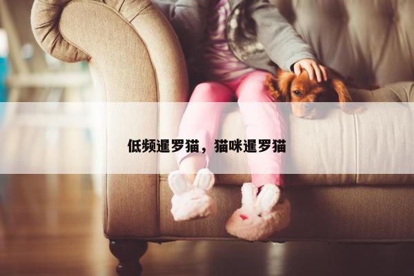 低频暹罗猫，猫咪暹罗猫