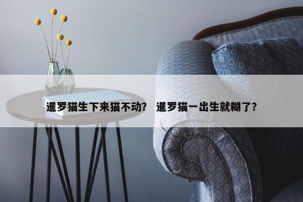 暹罗猫生下来猫不动？ 暹罗猫一出生就糊了？