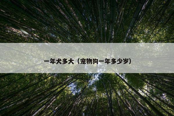 一年犬多大（宠物狗一年多少岁）