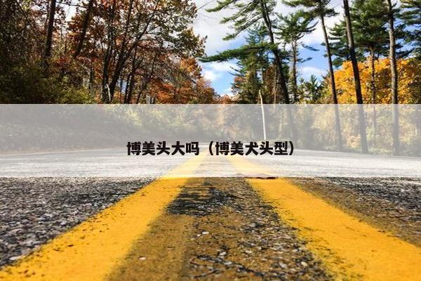 博美头大吗（博美犬头型）