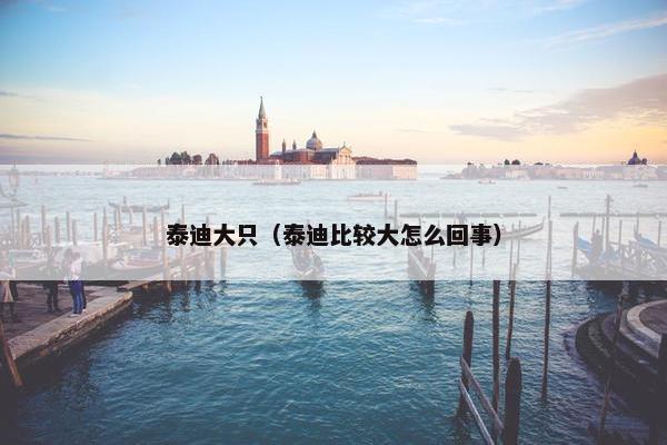 泰迪大只（泰迪比较大怎么回事）