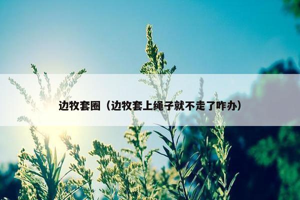 边牧套圈（边牧套上绳子就不走了咋办）