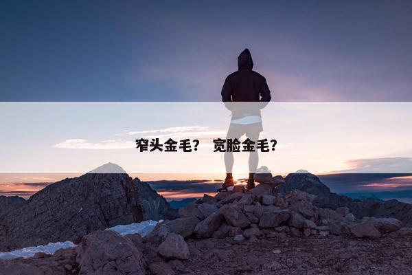 窄头金毛？ 宽脸金毛？