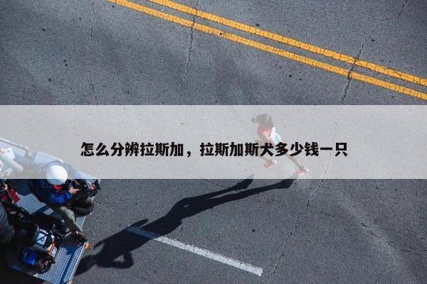 怎么分辨拉斯加，拉斯加斯犬多少钱一只