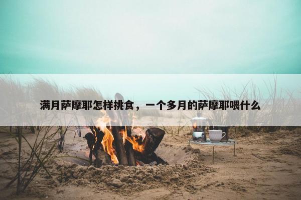 满月萨摩耶怎样挑食，一个多月的萨摩耶喂什么