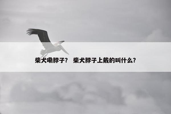 柴犬嘞脖子？ 柴犬脖子上戴的叫什么？