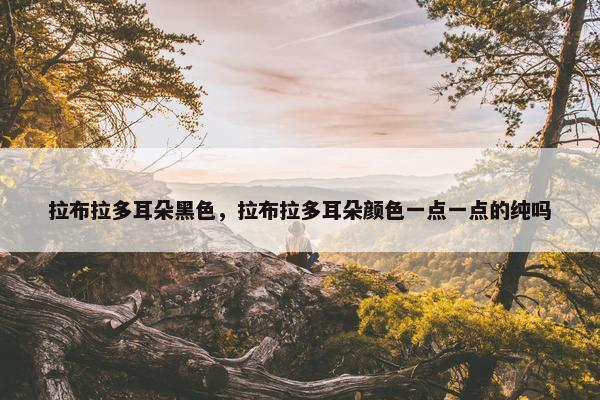 拉布拉多耳朵黑色，拉布拉多耳朵颜色一点一点的纯吗