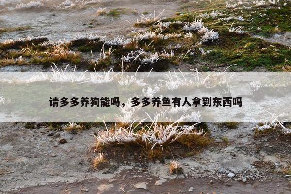 请多多养狗能吗，多多养鱼有人拿到东西吗