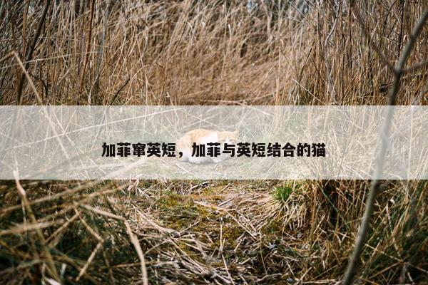 加菲窜英短，加菲与英短结合的猫
