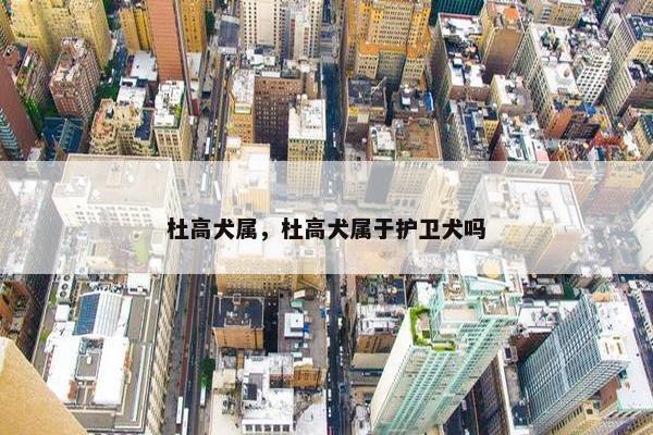 杜高犬属，杜高犬属于护卫犬吗