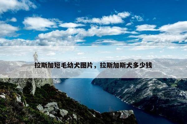 拉斯加短毛幼犬图片，拉斯加斯犬多少钱