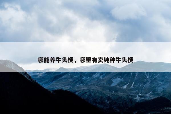 哪能养牛头梗，哪里有卖纯种牛头梗