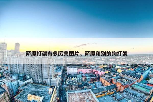 萨摩打架有多厉害图片，萨摩和别的狗打架