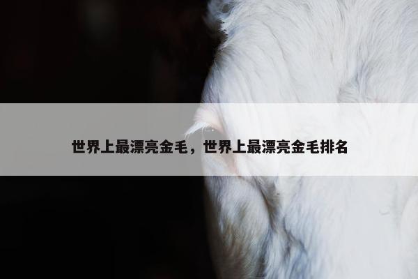 世界上最漂亮金毛，世界上最漂亮金毛排名