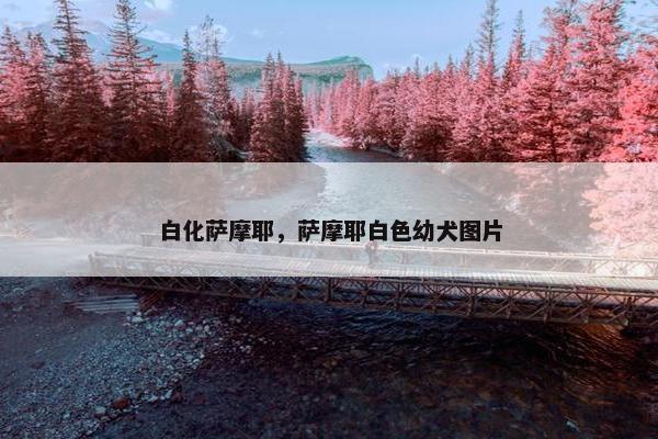 白化萨摩耶，萨摩耶白色幼犬图片
